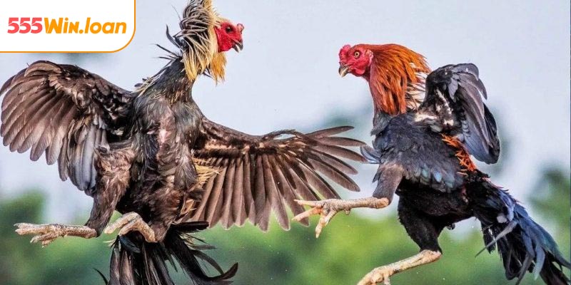Phân tích thông tin kỹ lưỡng giúp bạn chọn kèo hiệu quả